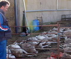 Brutal ataque del lobo en Las Arribes: siete ovejas y dos terneros muertos